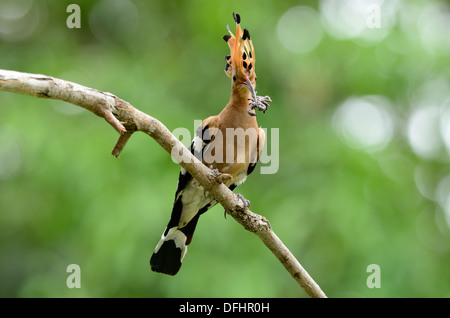 beautiful eurasian hoopoe (Upupa epops) possing on branch Stock Photo