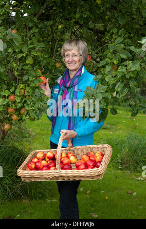 Picking Apples in Arnside, Silverdale, UK. 5th October, 2013. Mrs Barbara Henneberry Communications and Funding Officer, a gardener at Arnside's fifth  AONB Apple Day, with Discovery eating apples,  at Briery Bank Orchard, Arnside. Lots of apples on sale,  wildlife displays, apple identification experts puzzling over rare varieties and lots of freshly pressed juice - the apple press worked hard all day to satisfy the thirst of almost 1000 visitors. Stock Photo