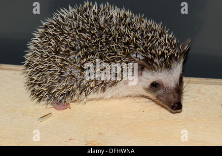 beautiful subadult male African pygmy hedgehog as pet Stock Photo