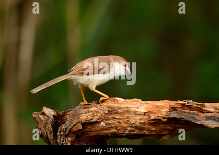 beautiful yellow-eyed babbler resting on log in forest of Thailand Stock Photo