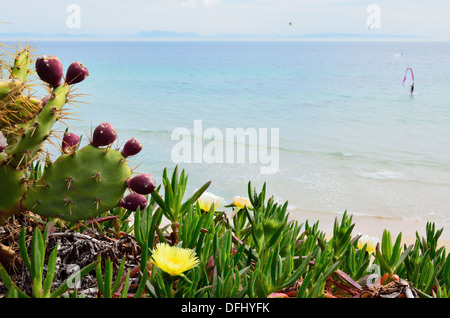 Flowering cactuses of the beach Valdevaqueros Stock Photo