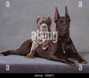 Great dane neapolitan mastiff best sale mix puppies