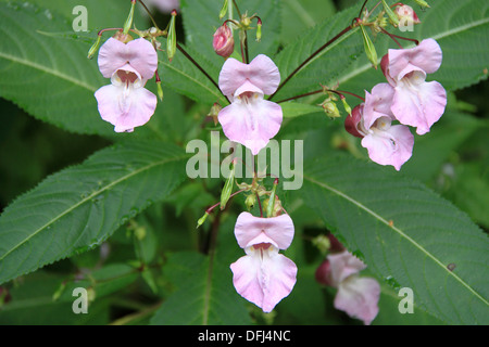 Himalayan Balsam (Impatiens glandulifera) beside River Mole, West End, Esher, Surrey, England, Great Britain, UK, Europe