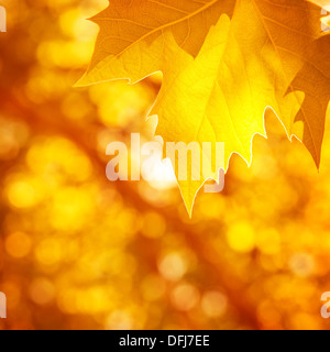 Abstract autumnal background, soft focus, dry golden maple tree leaf border, beautiful foliage, falling leaves, autumn nature Stock Photo