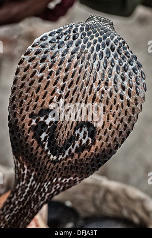 Indian Cobra, Naja naja, Alapidae, Varanasi, India, Asia Stock Photo