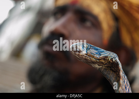 Indian Cobra, Naja naja, Alapidae, Varanasi, India, Asia, Stock Photo