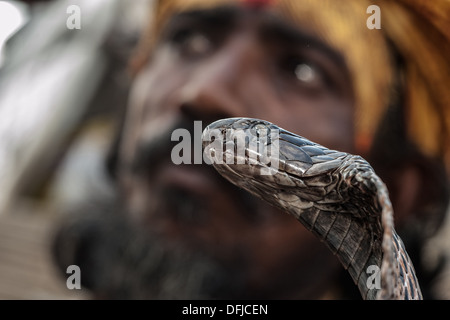 Indian Cobra, Naja naja, Alapidae, Varanasi, India, Asia, Stock Photo