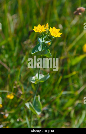 Yellow Wort, Blackstonia perfoliata, Wildflowers, Dorset, England Stock Photo