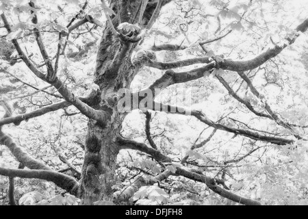 High key impression of a Beech tree in spring at Wharfedale, Yorkshire, England Stock Photo