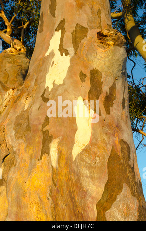Gum tree, eucalyptus, with colourful bark, Hervey Bay, Queensland, Australia Stock Photo
