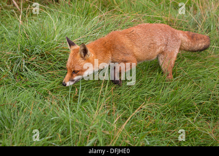 Red Fox, hunting Stock Photo