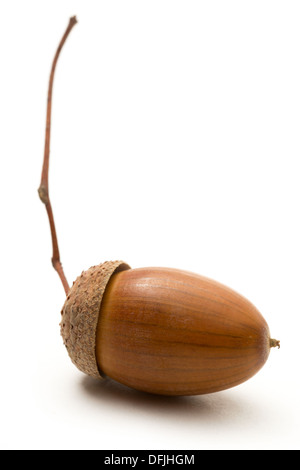 One acorn on white Stock Photo