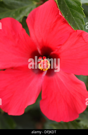 Blurred Hibiscus flower Stock Photo