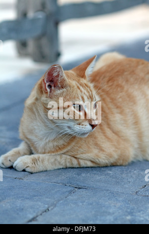 ginger tomcat Stock Photo