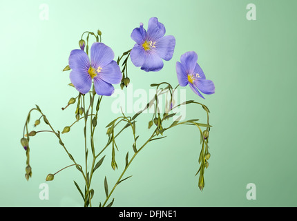 Flax flowers close up on a green background Stock Photo