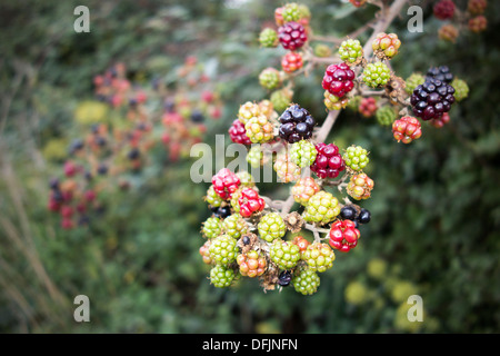 A photograph of under-ripe or ripening blackberries in a hedgerow Stock Photo