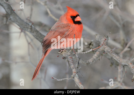 Male Northern Cardinal perched on a tree branch. Stock Photo