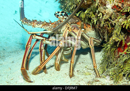 Close-up of a Caribbean Spiny Lobster (Panulirus Argus) on Sand Bottom, Looking out from its Cavern, Cozumel, Mexico Stock Photo