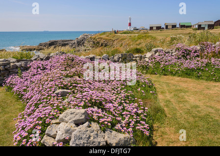 Wildflowers and Portland Bill Lighthouse, Dorset, England Stock Photo