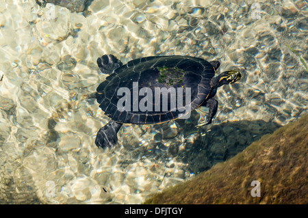 Coastal plain cooter (Pseudemys concinna floridana) or Florida cooter, species of large herbivorous freshwater turtle swimming. Stock Photo