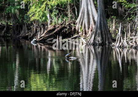 Coastal plain cooter (Pseudemys concinna floridana), Florida Cooter is a species of large herbivorous freshwater turtle on log. Stock Photo