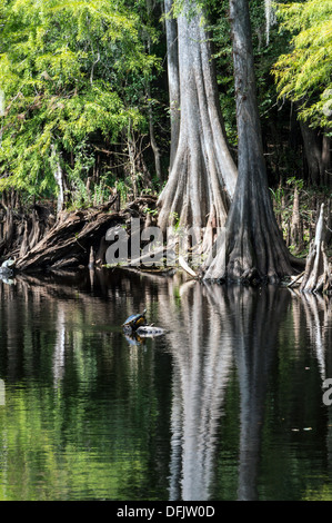 Coastal plain cooter (Pseudemys concinna floridana), Florida Cooter is a species of large herbivorous freshwater turtle on log. Stock Photo