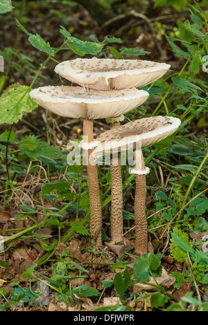 A group of three Parasol Mushrooms (Macrolepiota procera), Minsmere, Suffolk Stock Photo