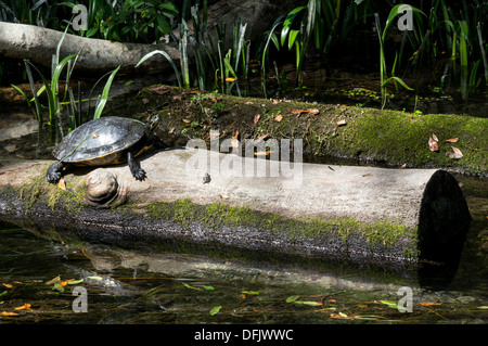 Florida Cooter [Pseudemys concinna floridana] turtle sunning on a log in water. Stock Photo