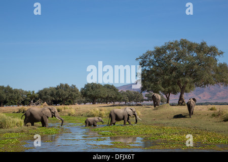 African Elephant herd walking through water in the floodplains of the Zambezi river Stock Photo