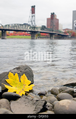 Fall Season Yellow Maple Leaf on the Rocks by the Banks of Willamette River in Portland Oregon with Hawthorne Bridge Stock Photo