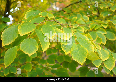 Witch hazel autumn leaves Hamamelis virginiana Stock Photo