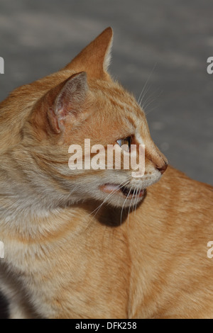 Feral cat ginger tom male Stock Photo