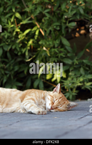 Feral cat ginger tom male Stock Photo