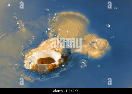 Shell falling with splash in sea water Stock Photo