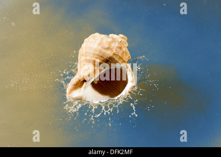 Shell falling with splash in sea water Stock Photo