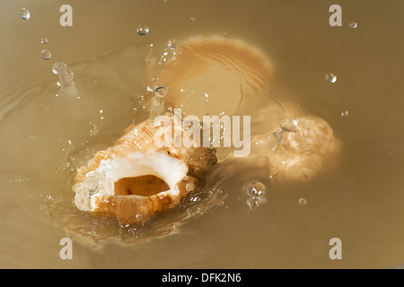 Shells splashing in the sea Stock Photo