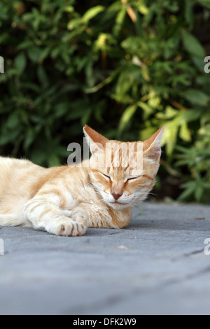 Feral cat ginger tom male Stock Photo