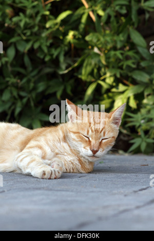 Feral cat ginger tom male Stock Photo