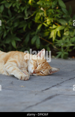 Feral cat ginger tom male Stock Photo
