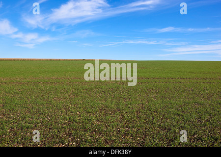 A young wheat crop in agricultural farmland under a blue sky in autumn Stock Photo