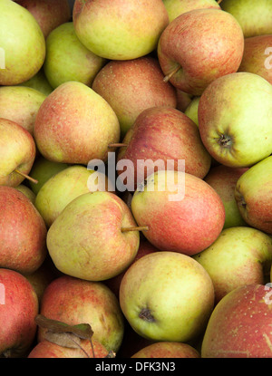 Imperfect Orchard fruits of Autumn Crispin apples  Mutsu (or Crispin) is a high quality apple from Japan Stock Photo