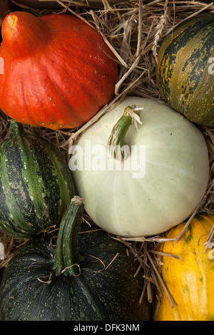 Assorted & mixed colors, varieties of edible orange winter squash  white and green coloured pumpkins, displayed at Agricultural Show, Arnside, Stock Photo
