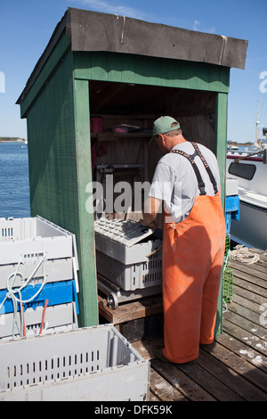Lobsterman weights lobster on lobster dock before buying for his restaurant client. Taken at Lobster Roll Lobster Shack ME Maine Stock Photo
