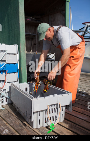 Lobsterman weights lobster on lobster dock before buying for his restaurant client. Taken at Lobster Roll Lobster Shack ME Maine Stock Photo