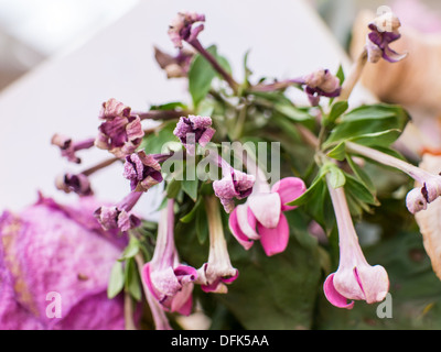 Close up macro photos of decaying flowers. Stock Photo