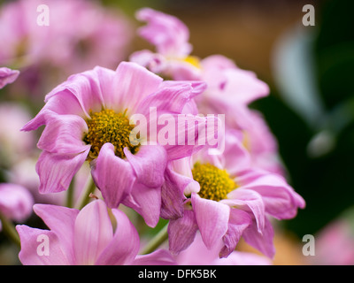 Close up macro photos of decaying flowers. Stock Photo