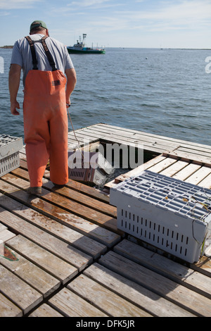 Lobsterman Eric Emmons on lobster dock in Maine getting ready to weigh, buy and sell fresh caught lobsters for trade. Stock Photo