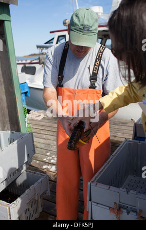 Lobsterman Eric Emmons on lobster dock in Maine shows Sally Lerman, journalist, a lobster. Stock Photo