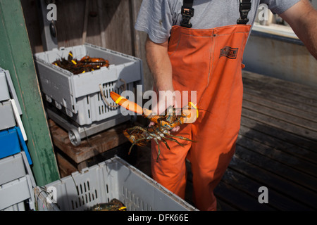 Lobsterman Eric Emmons on lobster dock in Maine weighing, buying and selling fresh caught lobsters for trade. Stock Photo