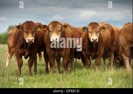 Limousin beef bulls in pasture. Cumbria, UK. Stock Photo